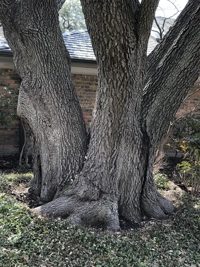 Mature heritage tree close to a Hartford property cared for by certified arborists